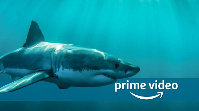 bild aus der news Neu bei Amazon Prime Video: Fieser Hai-Horror im Doppelpack