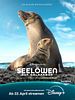 Poster der Seelöwen auf Galápagos