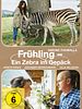 Poster der Frühling - Ein Zebra im Gepäck