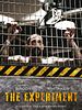 Poster der The Experiment