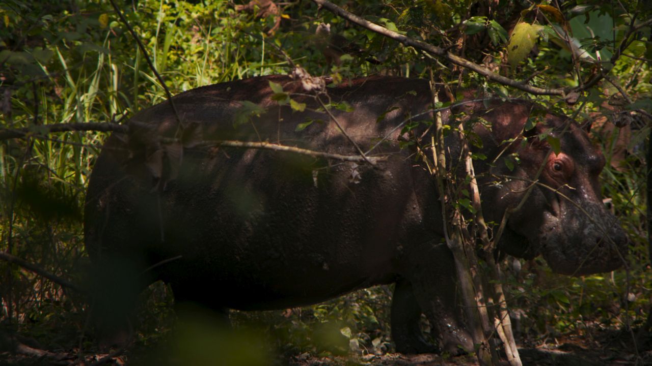 Pepe hat uns eine ganze Menge zu sagen – mit lustigen Cartoons haben seine düsteren philosophischen Monologe allerdings nichts zu tun.