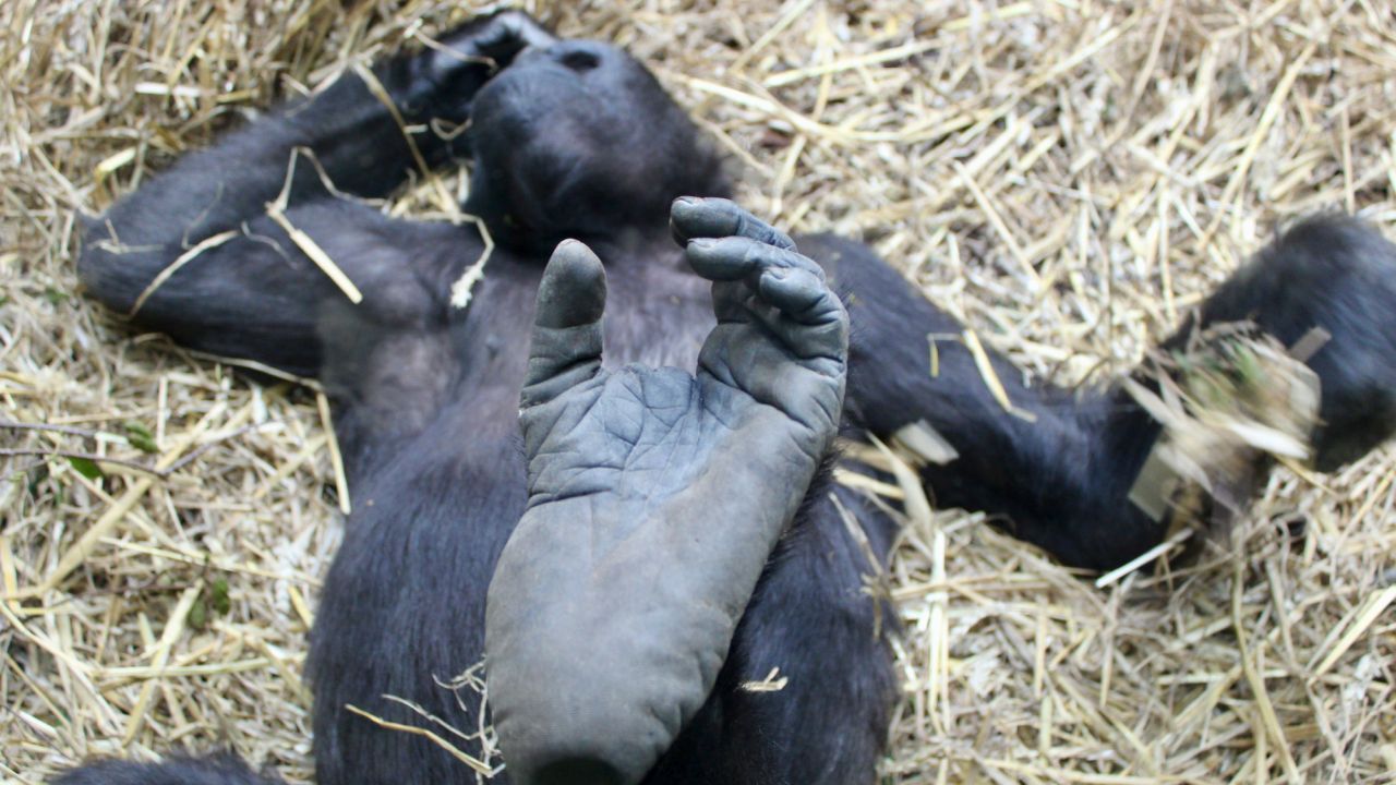 Romuald Karmakar begegnet all seinen tierischen Protagonist*innen mit der größtmöglichen Würde und Neugierde. 