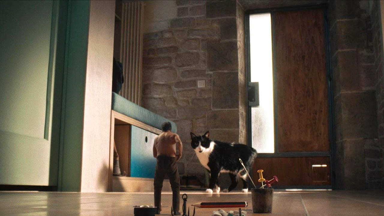 Bald muss Paul sogar vor seiner eigenen Katze flüchten!