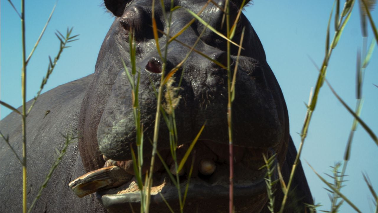 In ihrer neuen kolumbianischen Heimat ist das Leben für die Nilpferde viel leichter als in Afrika – und gerade das macht sie so gefährlich für die örtliche Flora und Fauna.