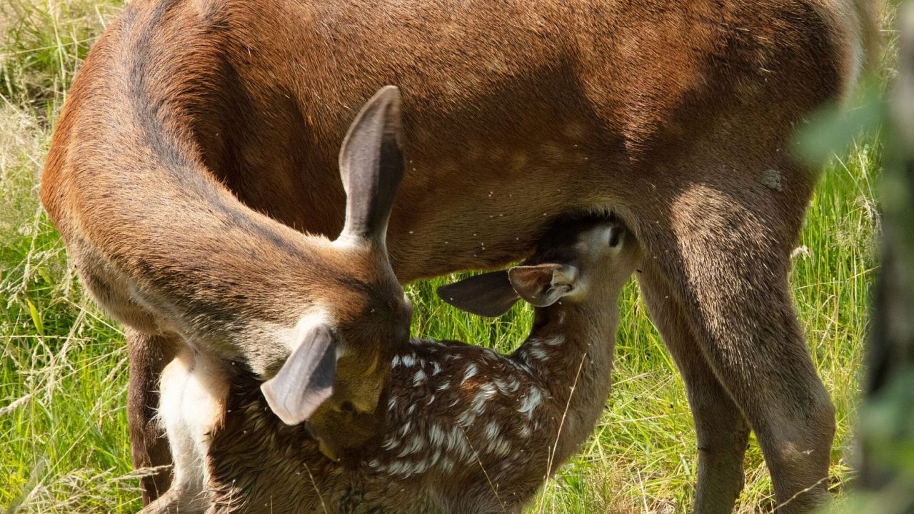 Noch hat Bambi seine Mutter um sich. Aber ein Großteil des Publikums wird natürlich schon wissen, dass sich das bald auf tragische Weise ändern wird.