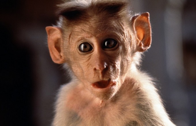 Bild von Hanuman - Im Königreich der Affen - Bild 9 auf 10 - FILMSTARTS.de