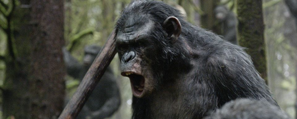 Planet der Affen 1968 Caesar