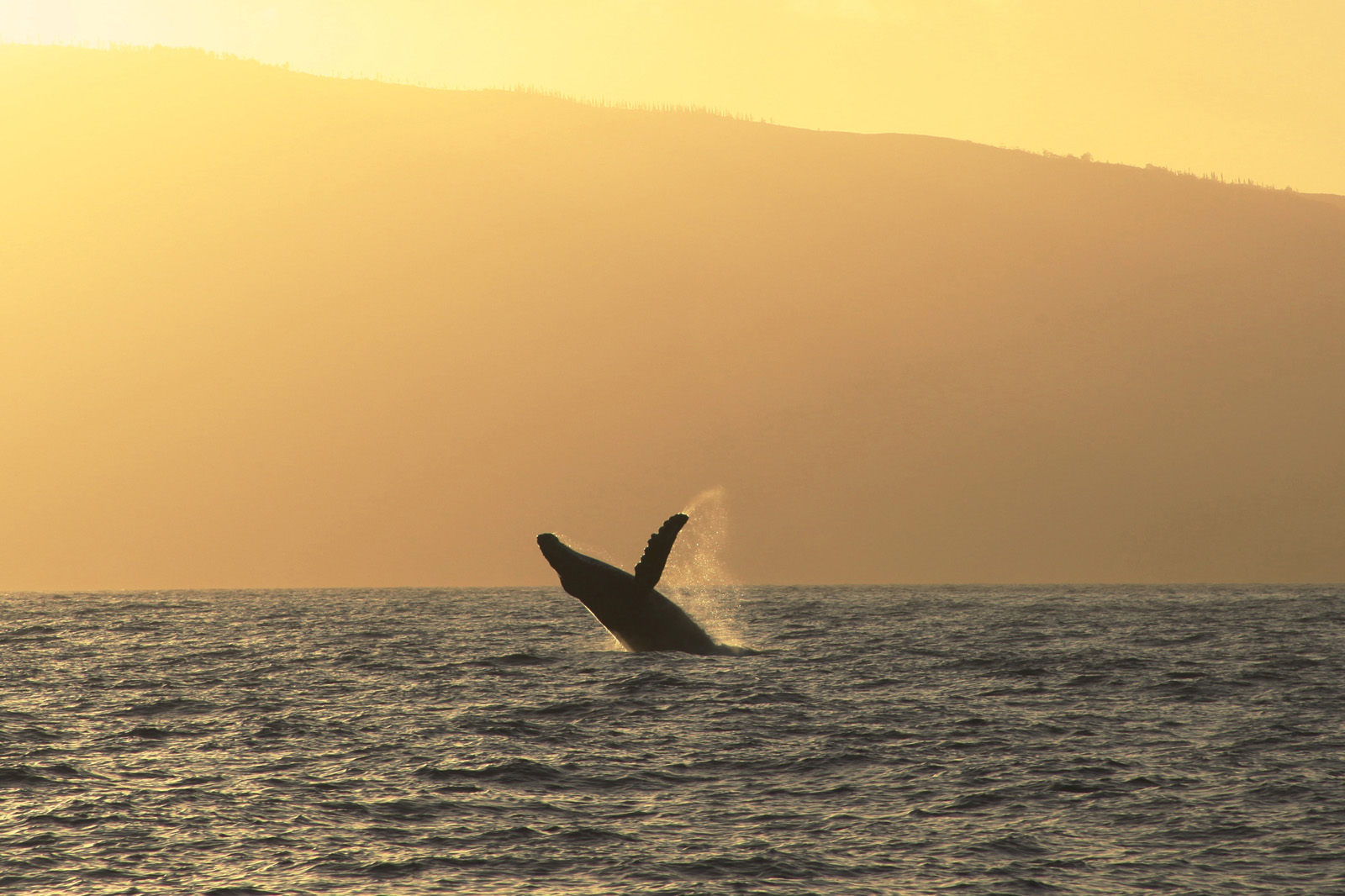 Foto Zum Film Humpback Whales Buckelwale Im Pazifik Bild 11 Auf 14 Filmstarts De