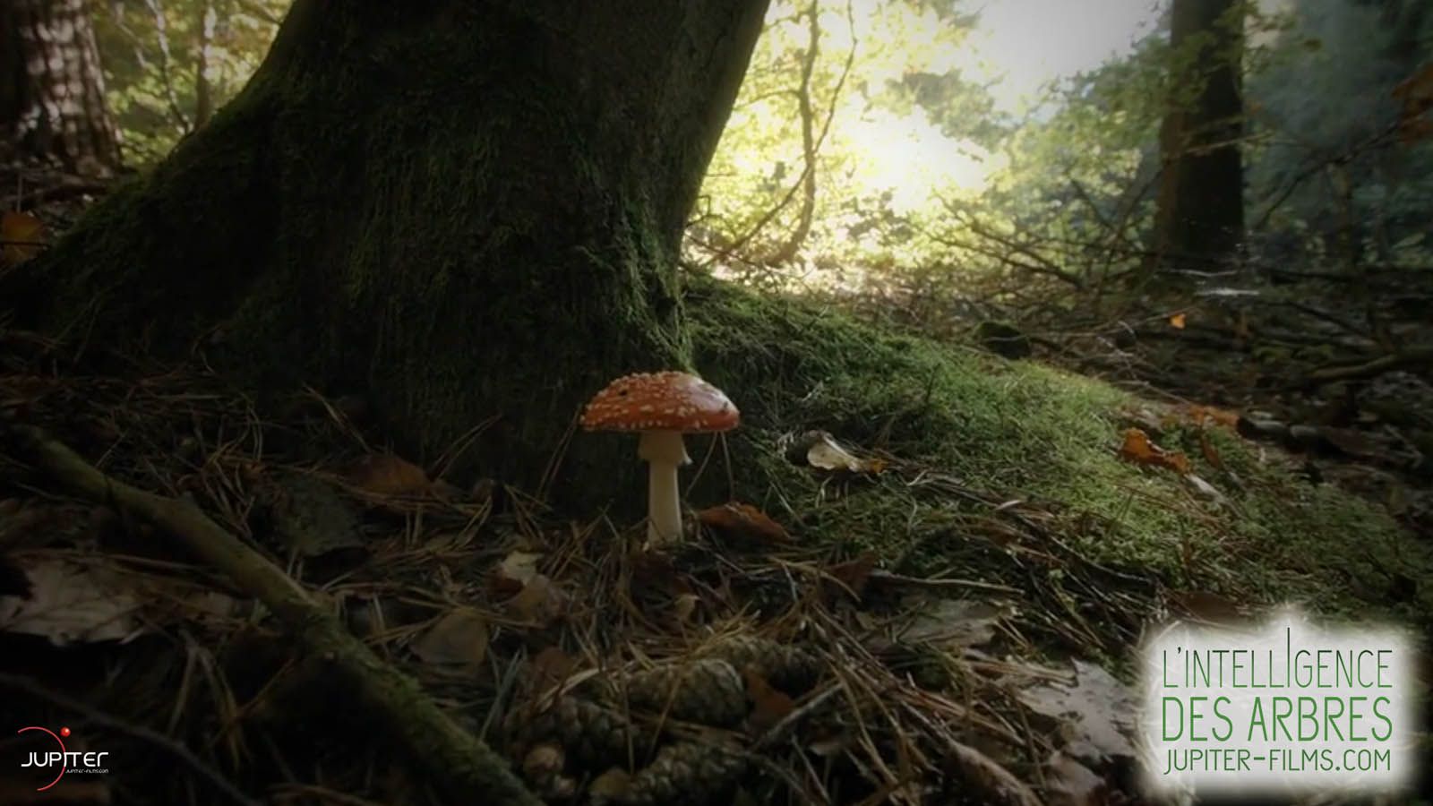 Foto zum Film Intelligente Bäume Bild 4 auf 7 FILMSTARTS.de