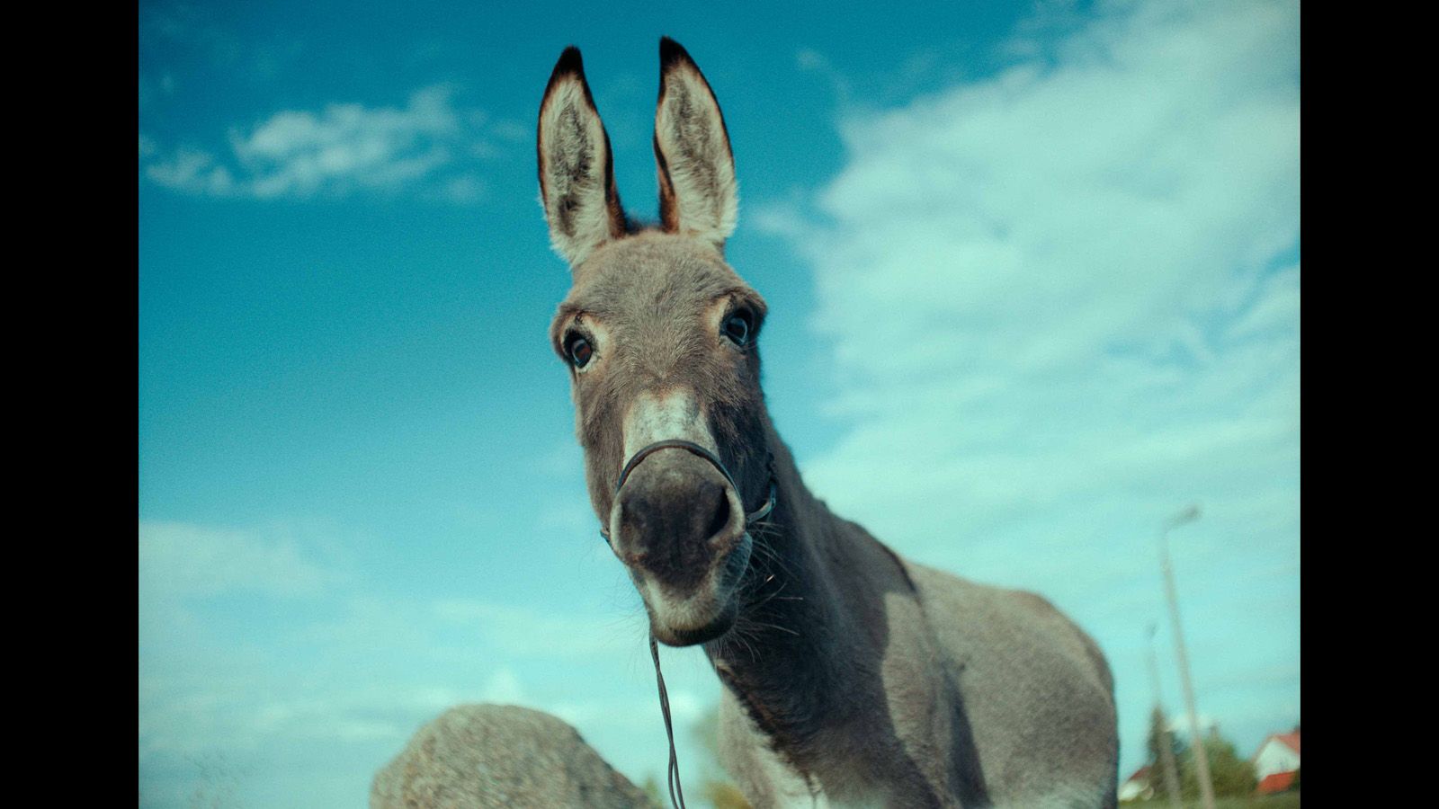 Foto zum Film EO Bild 10 auf 20 FILMSTARTS.de