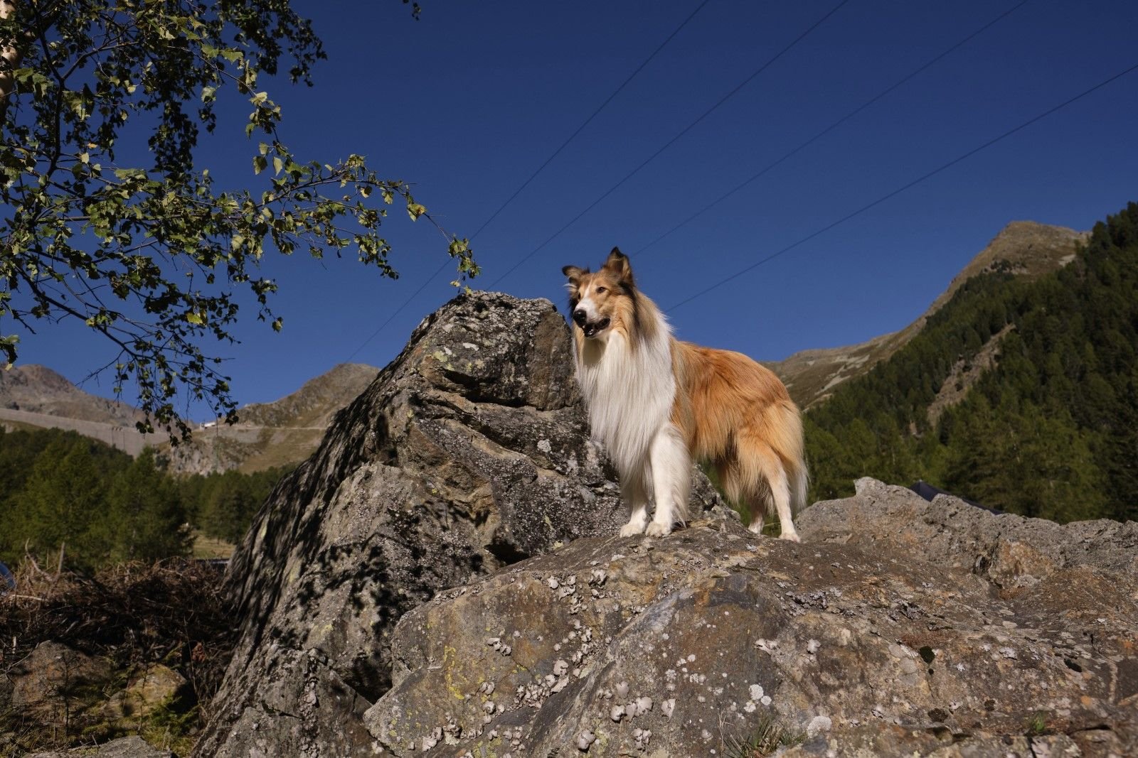 Foto Zum Film Lassie Ein Neues Abenteuer Bild Auf Filmstarts De