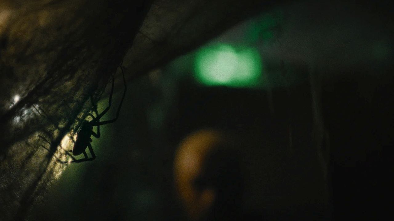 Wer vorher keine Angst vor Spinnen hatte, könnte sie jetzt bekommen!