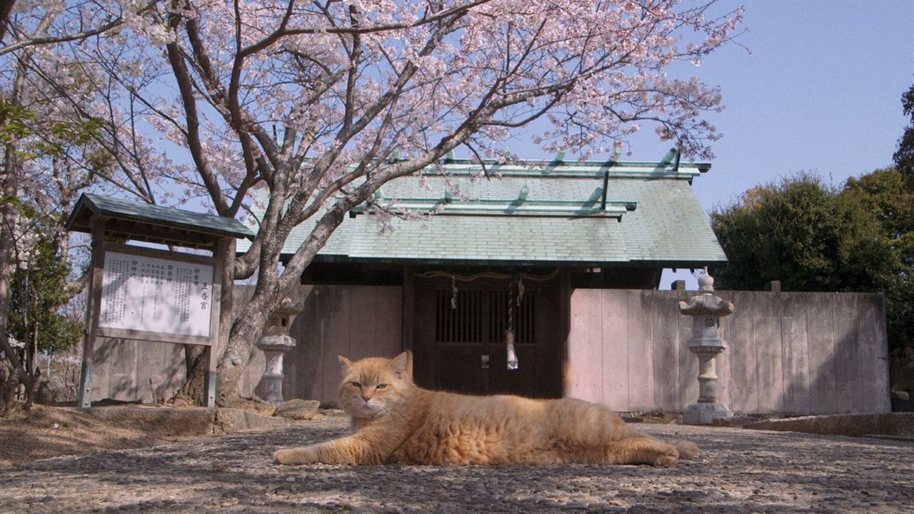 Die Katzen vom Gokogu-Schrein : Bild