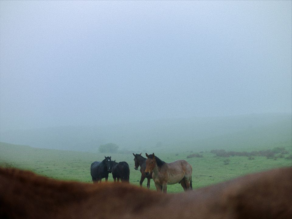 Stille Beobachter : Bild Tonka