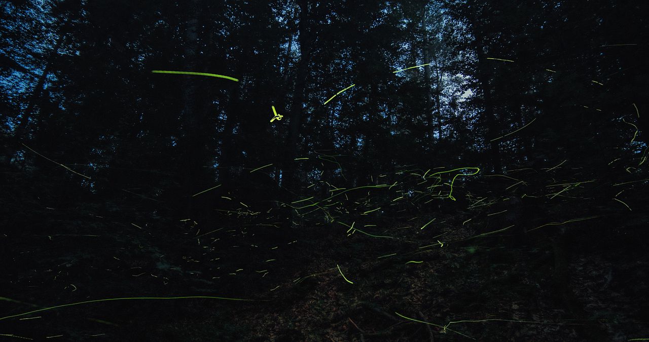 Insekten - Helden im Verborgenen : Bild