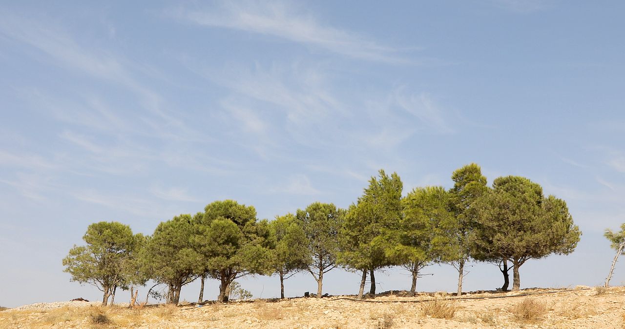 Tevî her tiştî – Trotz alledem : Bild