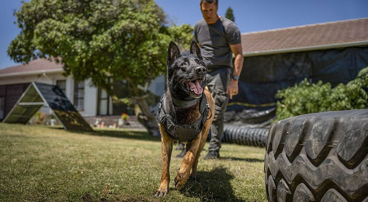 Muzzle: City Of Wolves : Bild