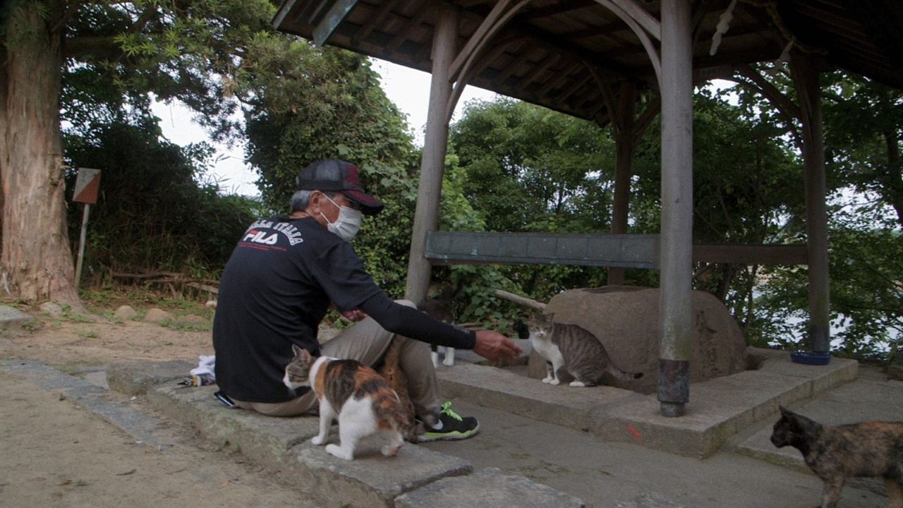 Die Katzen vom Gokogu-Schrein : Bild