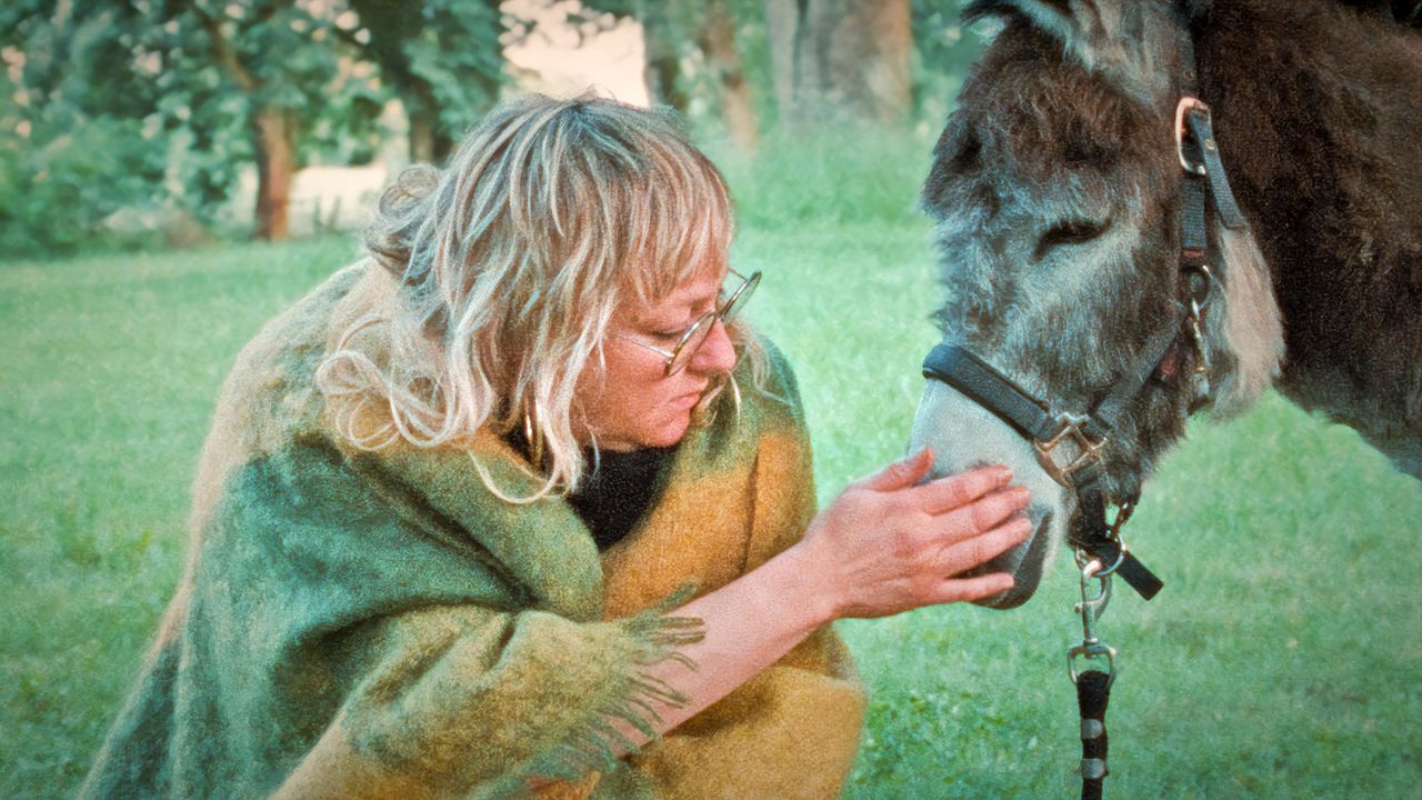 Donkey Days : Bild