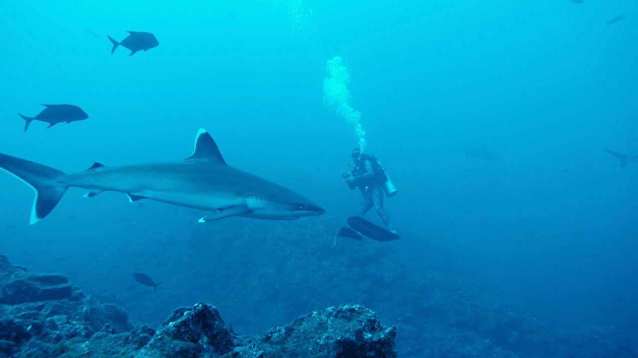 Segeljungs - Mit Null Ahnung um die Welt : Bild