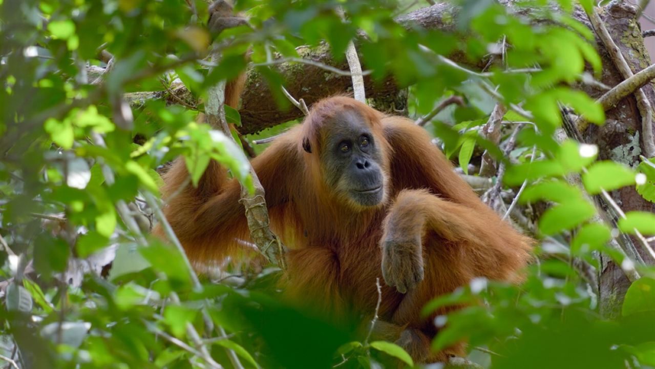 Das geheime Leben der Orang-Utans : Bild