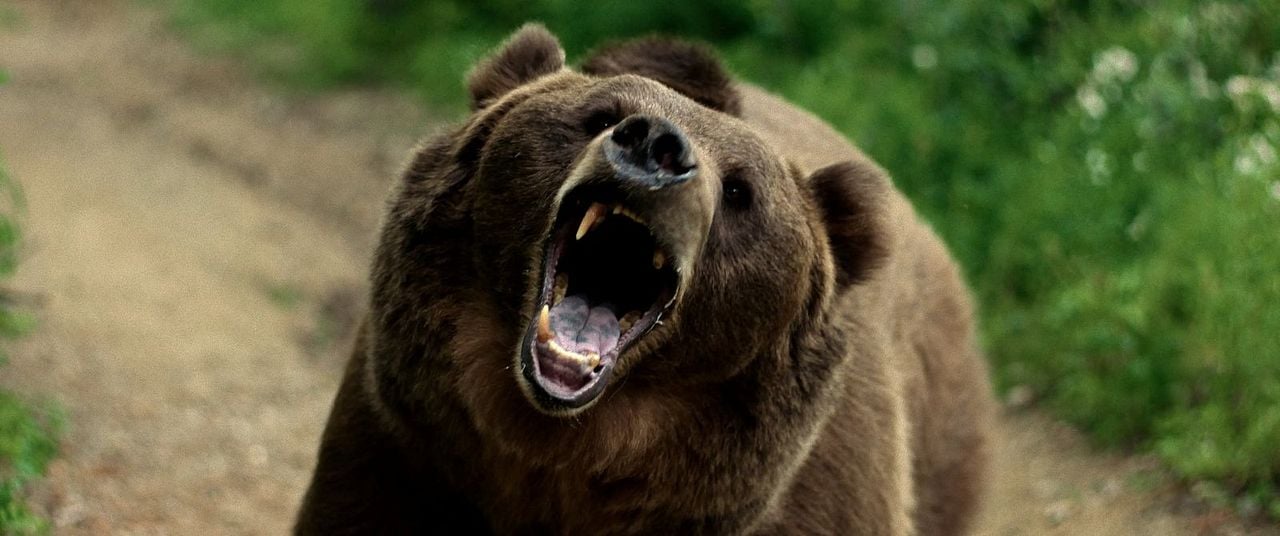 No Escape - Grizzly Night : Bild