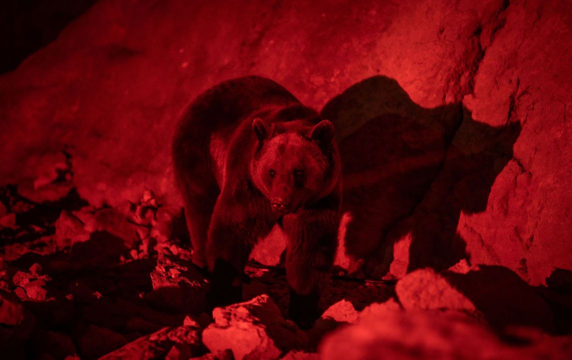 Savage Hunt - Blutige Jagd : Bild