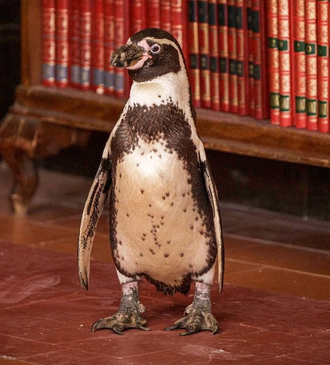 Kinoposter Baba and Richard 