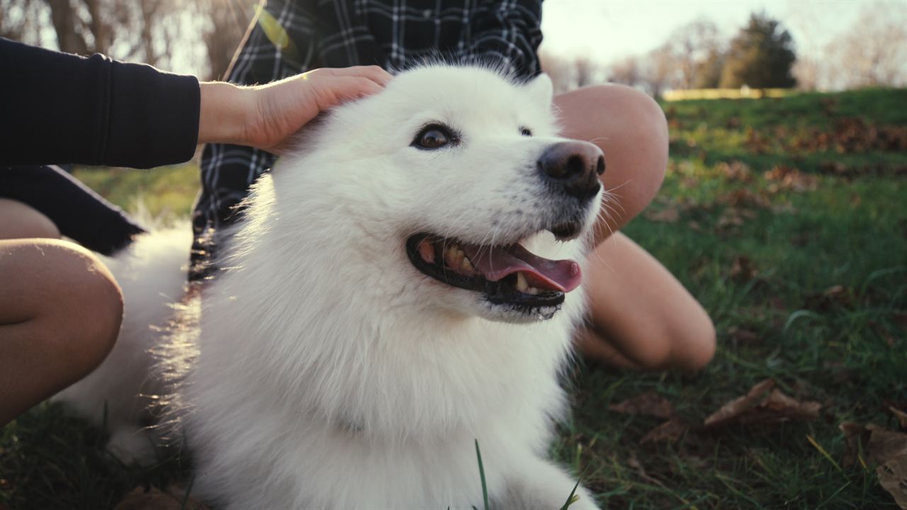 Was Hunde denken : Bild