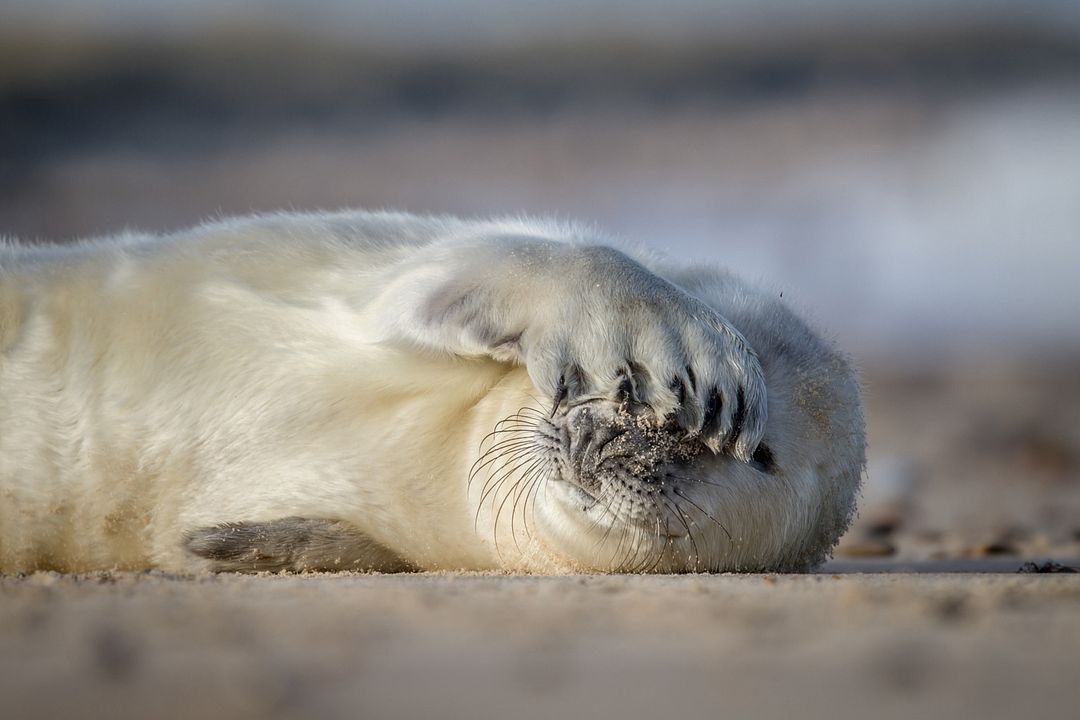 Die wilde Nordsee - Natur, die sich nicht zähmen lässt : Bild