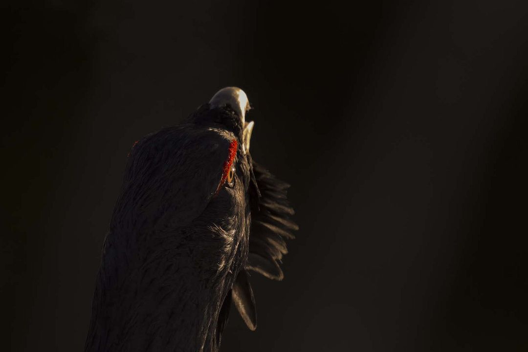 Das Flüstern der Wälder : Bild