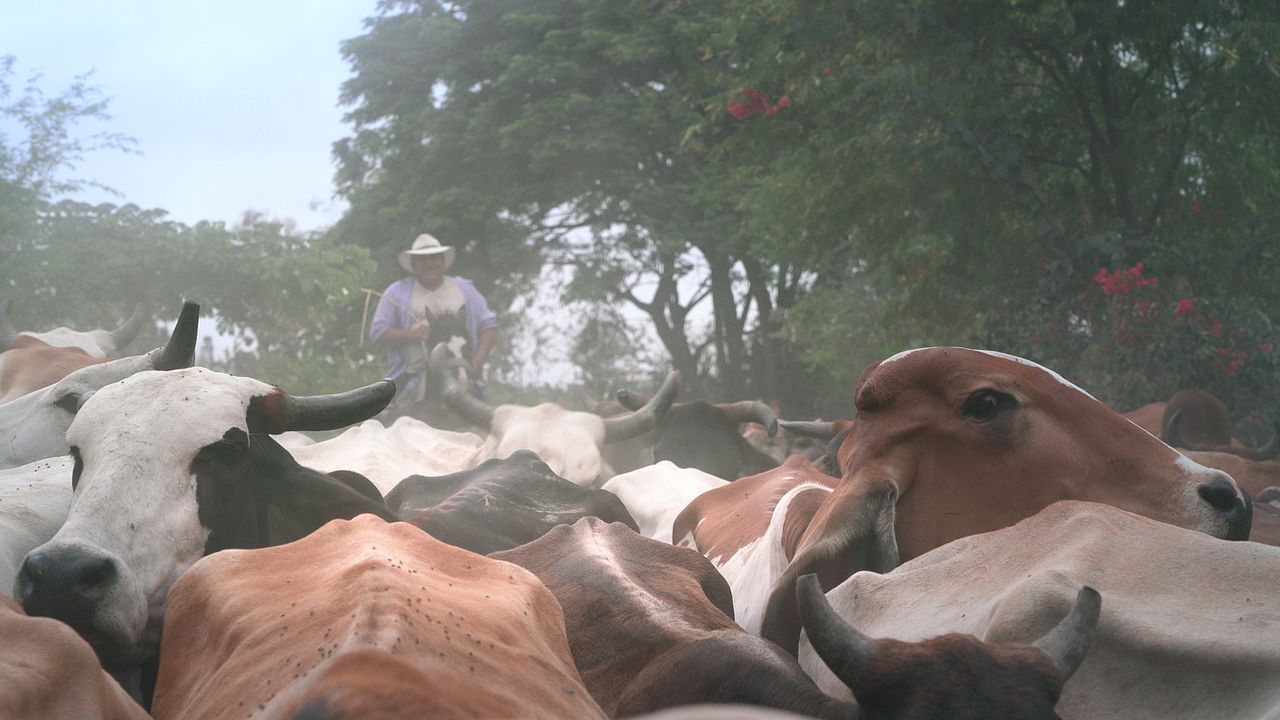 Wir, die Wolfs : Bild