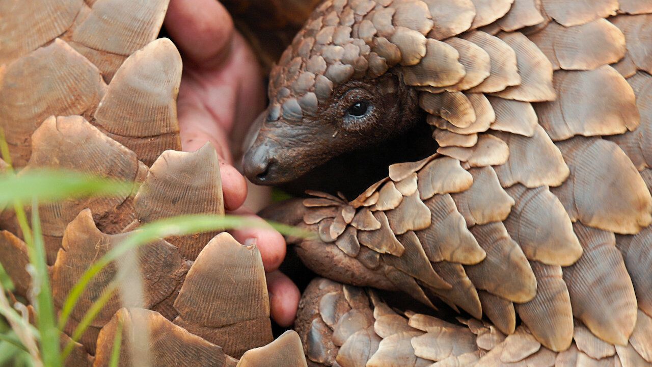 Pangolin: Kulus Weg : Bild