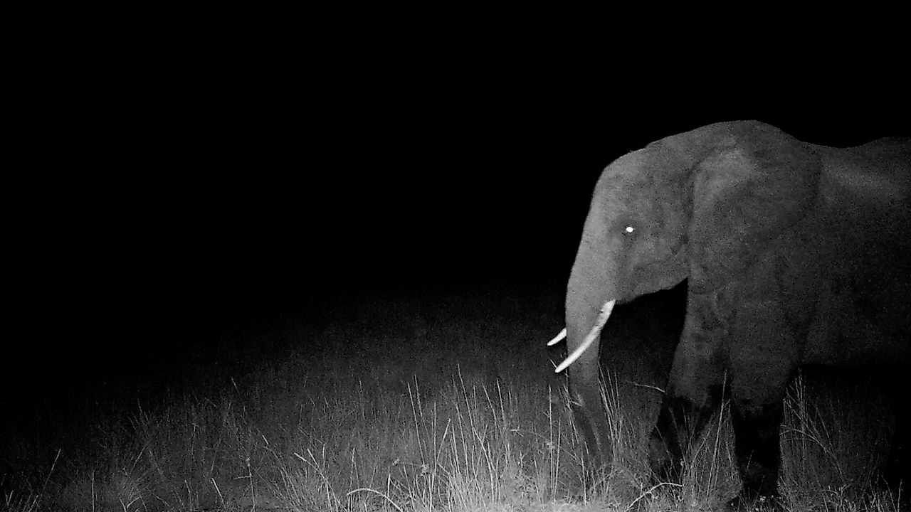 Ghost Elephants - Die Geister im Hochland Angolas : Bild