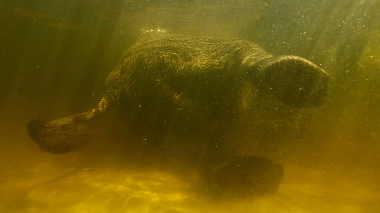 Ghost Elephants - Die Geister im Hochland Angolas : Bild