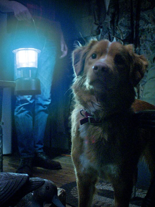 Good Boy - Trust His Instincts : Kinoposter