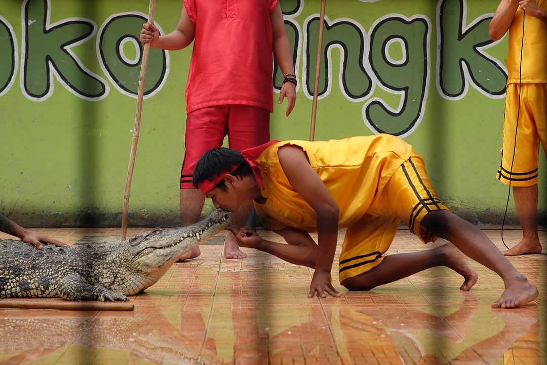 Crocodile Tears : Bild