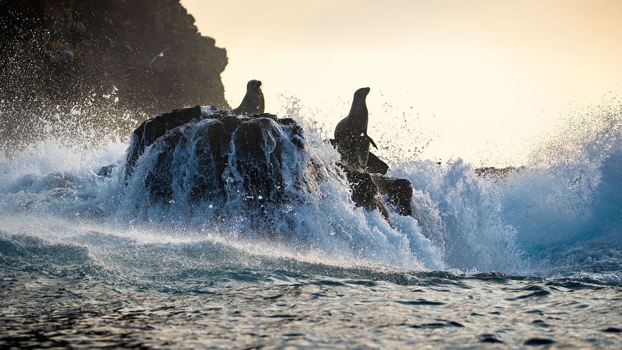 Seelöwen auf Galápagos : Bild