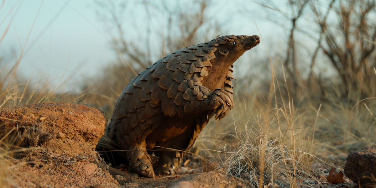 Pangolin: Kulus Weg : Bild