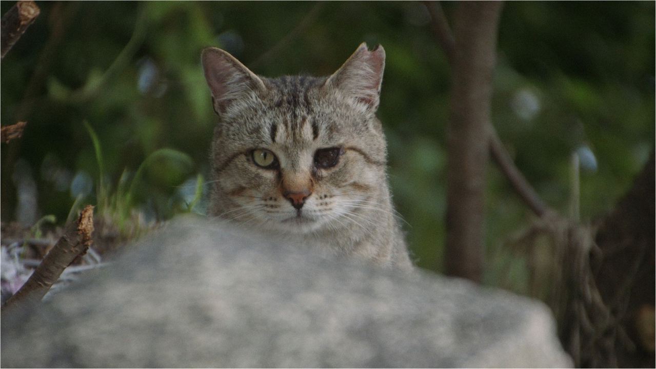 Die Katzen vom Gokogu-Schrein : Bild