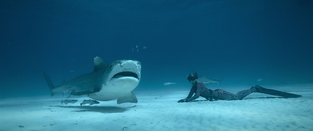 Die Haiflüsterin : Bild