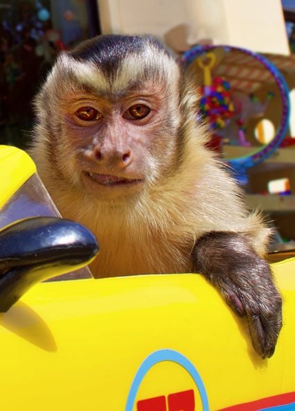 Kinoposter Monty der Affe