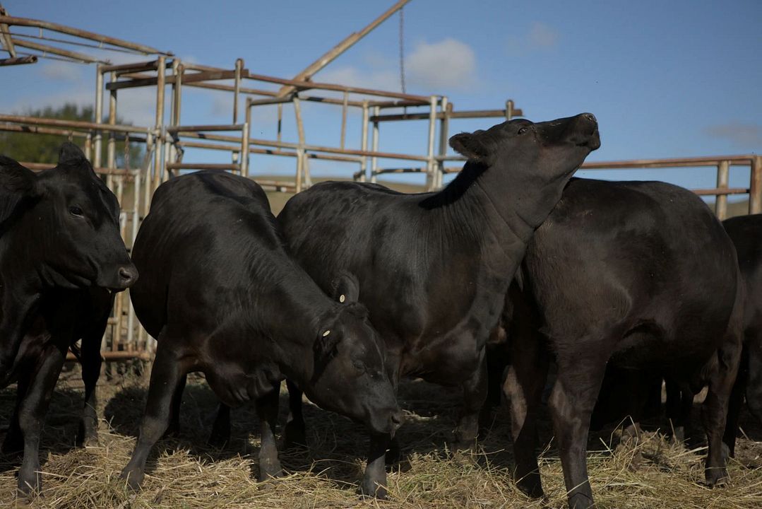 In Vitro - Das Klon-Experiment : Bild