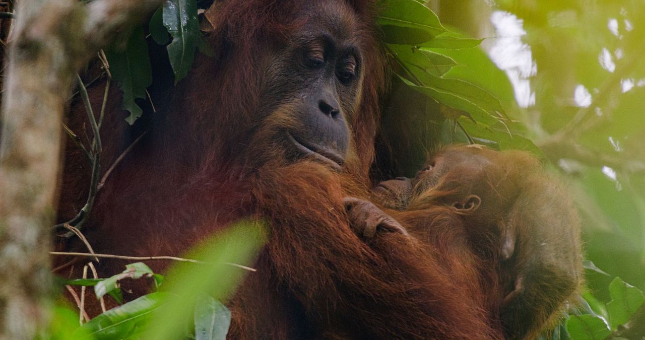 Disneynature: Orang-Utans : Bild