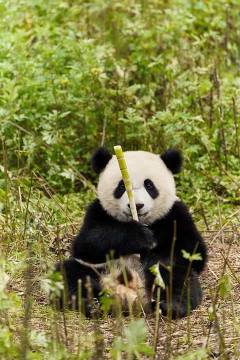 Moon, der Panda : Bild Moon the Panda