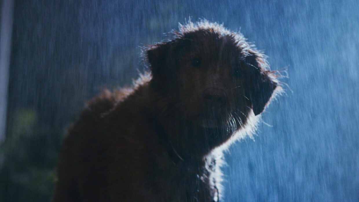 Good Boy - Trust His Instincts : Bild Indy (II) 