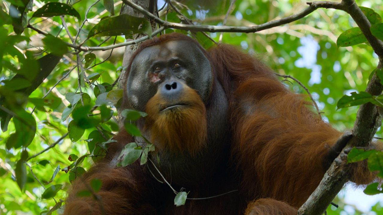 Das geheime Leben der Orang-Utans : Bild