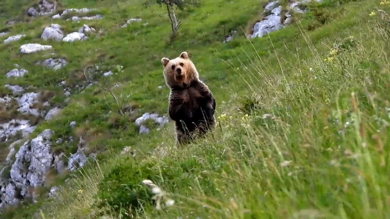 Gefährlich nah – Wenn Bären töten : Bild