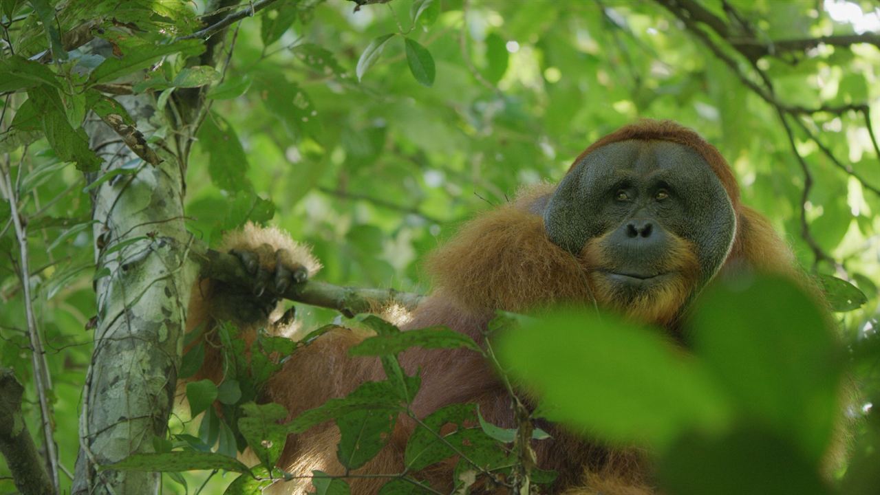 Das geheime Leben der Orang-Utans : Bild