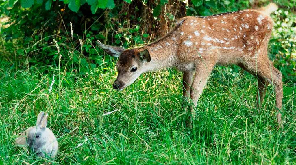 Bambi - Eine Lebensgeschichte aus dem Walde : Bild